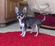 Suchmeldung-Nino-Bild