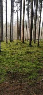 Die wunderschöne Welt mit Hund.-Beitrag-Bild