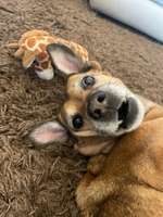 Nächtliches Schmatzen-Beitrag-Bild