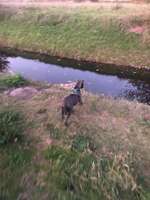 Hundeauslaufgebiet-Reichstraße-Bild