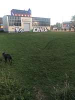 Hundeauslaufgebiet-Reichstraße-Bild