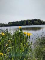 Hundeauslaufgebiet-Oberegger See-Bild