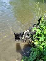 Hundeauslaufgebiet-Oberegger See-Bild