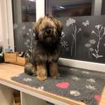 Mannheim Tierarzt-Beitrag-Bild