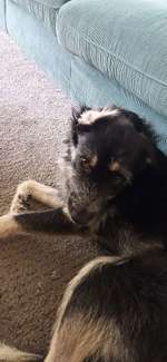 Trockene Nase, kratzen und Gras fressen-Beitrag-Bild