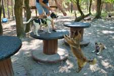 Hundeauslaufgebiet-Pfotenwiese-Bild