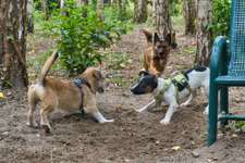 Hundeauslaufgebiet-Hundeauslaufplatz Wildau-Bild
