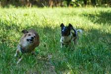 Hundeauslaufgebiet-Pfotenwiese-Bild