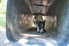 Hundeauslaufgebiet-Pfotenwiese-Bild