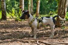 Hundeauslaufgebiet-Hundeauslaufplatz Wildau-Bild