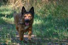 Hundeauslaufgebiet-Pfotenwiese-Bild