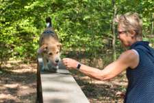 Hundeauslaufgebiet-Pfotenwiese-Bild