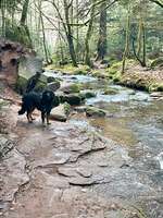 Hundeauslaufgebiet-Monbachtal-Bild