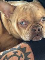 Beule oberhalb des Augenlieds-Beitrag-Bild