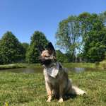 Cani Cross Geschirr kleine Hunde-Beitrag-Bild