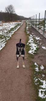 Hundeauslaufgebiet-Am Leeghamm-Bild