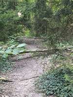 Hundeauslaufgebiet-Aubinger Lohe-Bild