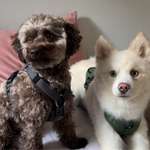 Ersteller:in Aaliyah Sophia Profilbild