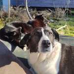 Ersteller:in Chano Profilbild