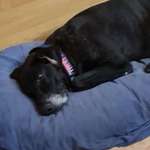 Rat bei Diagnose - Herzwürmer-Beitrag-Bild