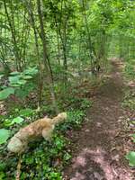 Hundeauslaufgebiet-Walderholungsgebiet in Mutterstadt-Bild