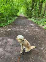 Hundeauslaufgebiet-Walderholungsgebiet in Mutterstadt-Bild