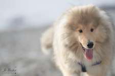 Collies gesucht-Beitrag-Bild