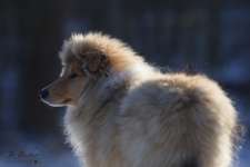 Collies gesucht-Beitrag-Bild