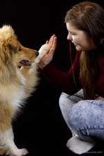 Collies gesucht-Beitrag-Bild