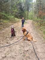 Hundeauslaufgebiet-Warwer Sand-Bild