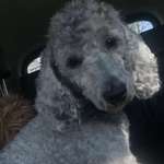 Ersteller:in Daria Profilbild