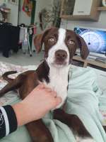 Louisiana Catahoula Leopard Dog-Beitrag-Bild