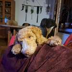 Ersteller:in Lena Profilbild