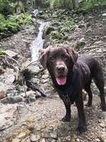 Vibrationshalsband für tauben Hund-Beitrag-Bild