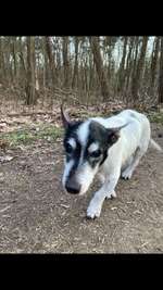 Hundeauslaufgebiet-Mecklenheider Forst-Bild