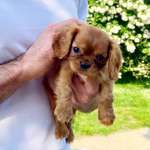 Ersteller:in Sophie Profilbild