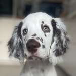 Ersteller:in Sara Profilbild