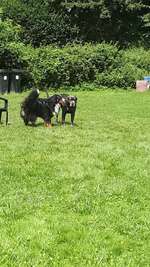 Hundeauslaufgebiet-Hundewiese Oer-erkenschwick-Bild