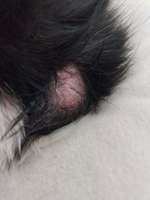 Sehr schuppige Liegestelle-Beitrag-Bild