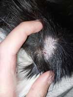 Sehr schuppige Liegestelle-Beitrag-Bild