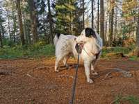 Welche Rasse?-Beitrag-Bild