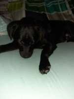 Rasse Welpe-Beitrag-Bild