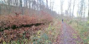 Hundeauslaufgebiet-Reihersee in Gebhardshagen-Bild