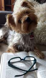 Yorkshire Terrier-Beitrag-Bild