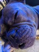 Plötzliche weiße Flecken im Gesicht /Maulregion-Beitrag-Bild