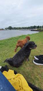 Hundeauslaufgebiet-Hundewiese Großes Meer-Bild