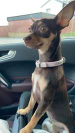 Suchmeldung-Amy-Bild