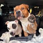 Reaktiver Hund?-Beitrag-Bild