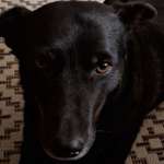 Ersteller:in Fine Profilbild