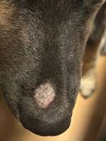 Heller Fleck an der Nase-Beitrag-Bild